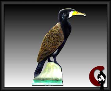 Great cormorant - Phalacrocorax carbo